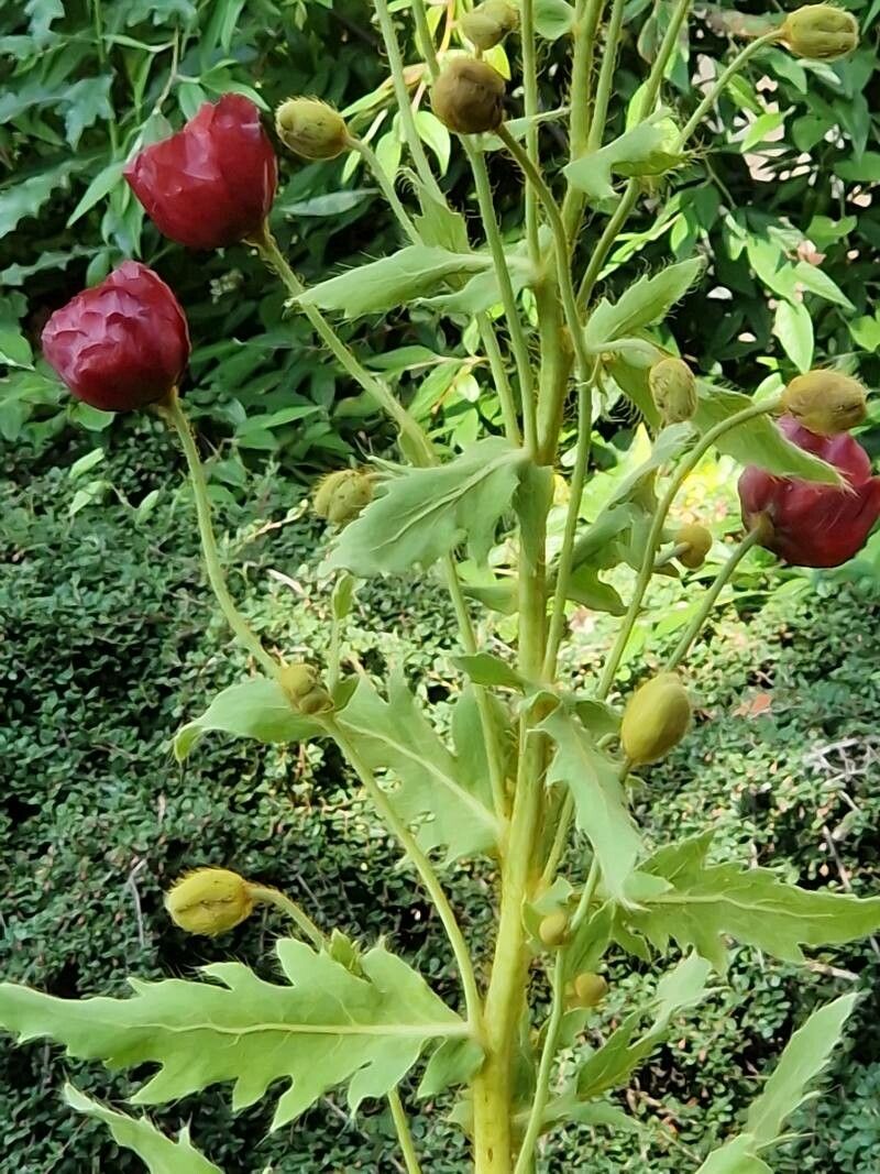 Meconopsis manasluensis — search result for 'Meconopsis'