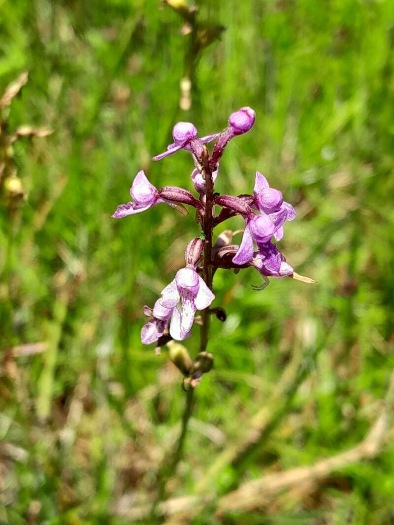 Cynorkis formosa — houseplant care guide