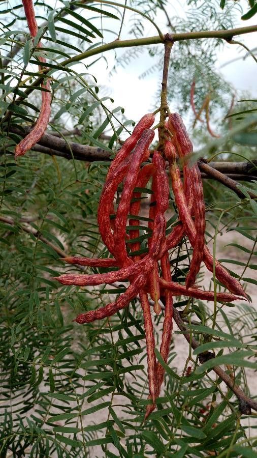Prosopis glandulosa fruit