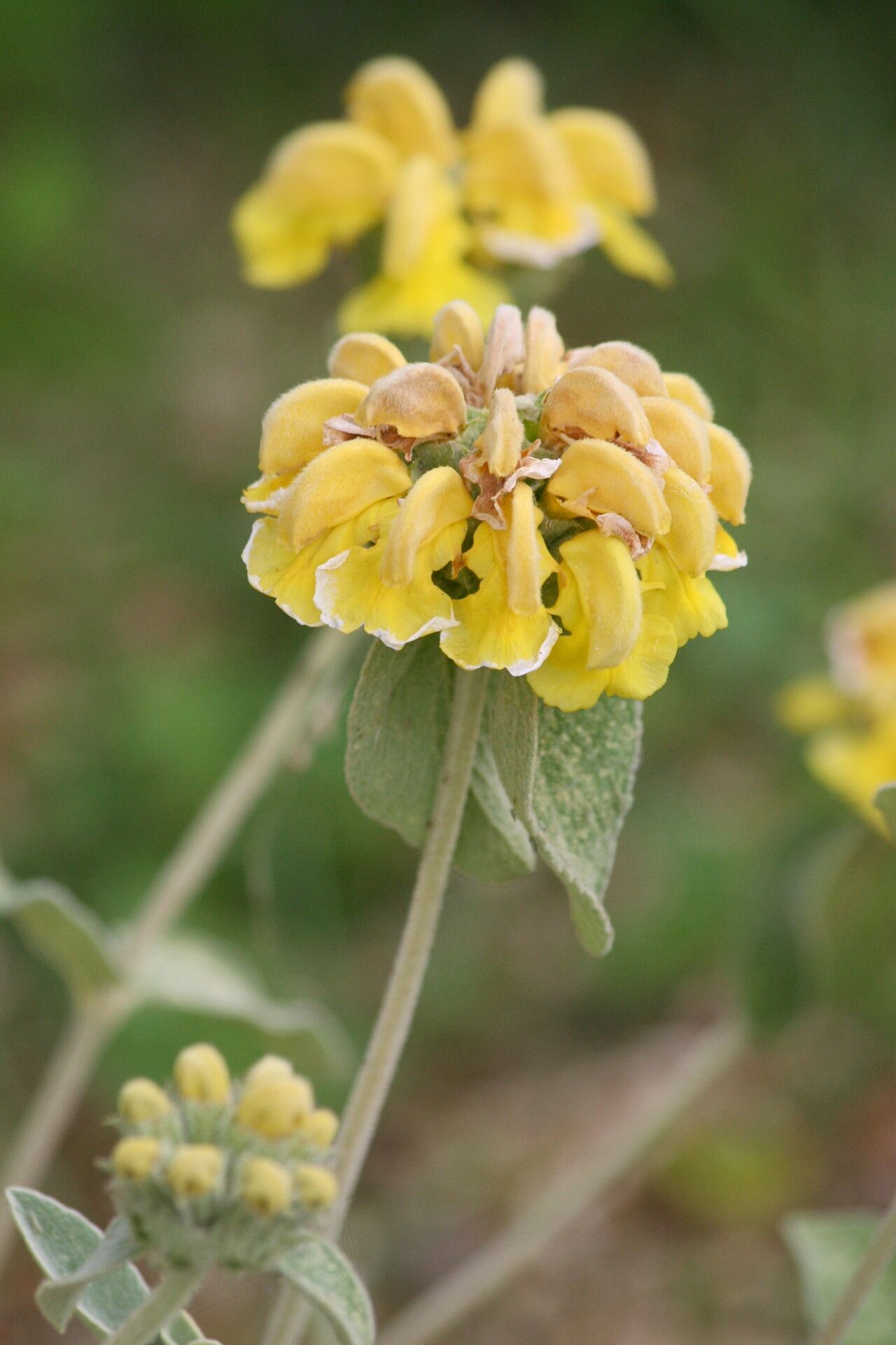 Phlomis chrysophylla — search result for 'and southwest Asia'