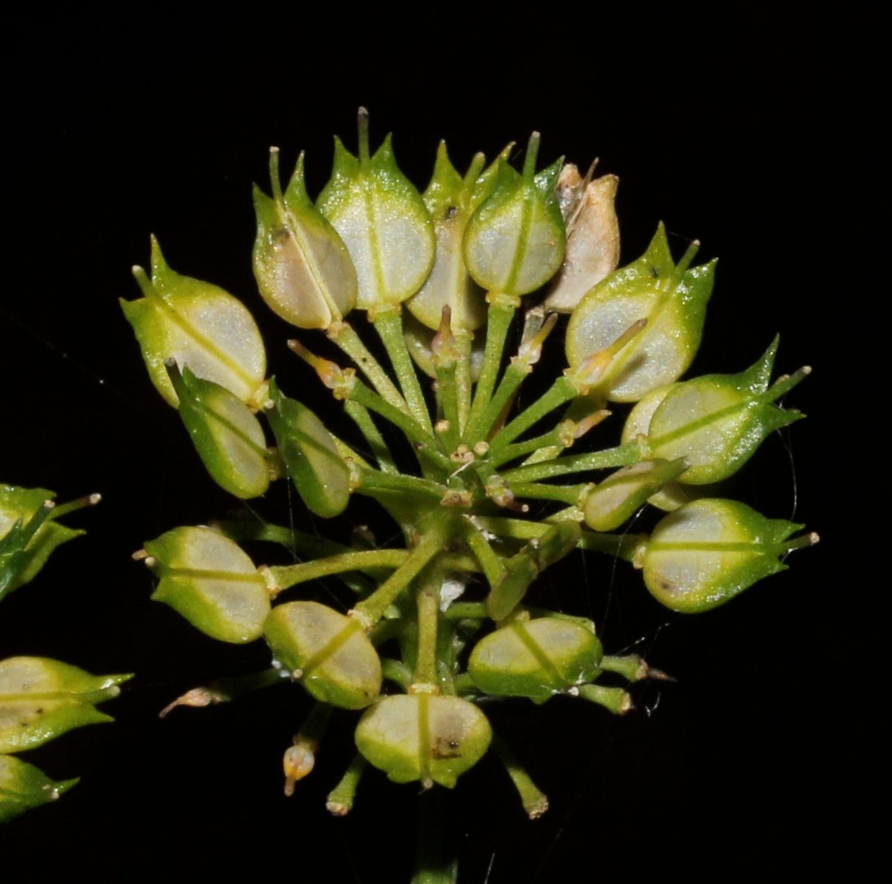 Iberis intermedia fruit