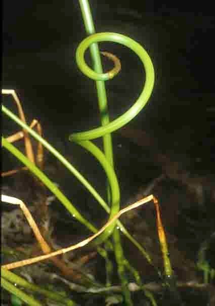 Eleocharis spiralis — search result for 'Eleocharis'