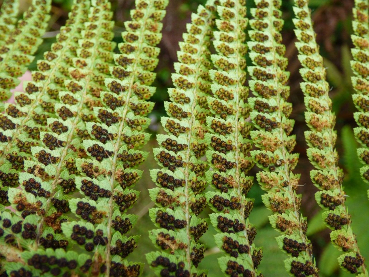 Polystichum ammifolium fruit