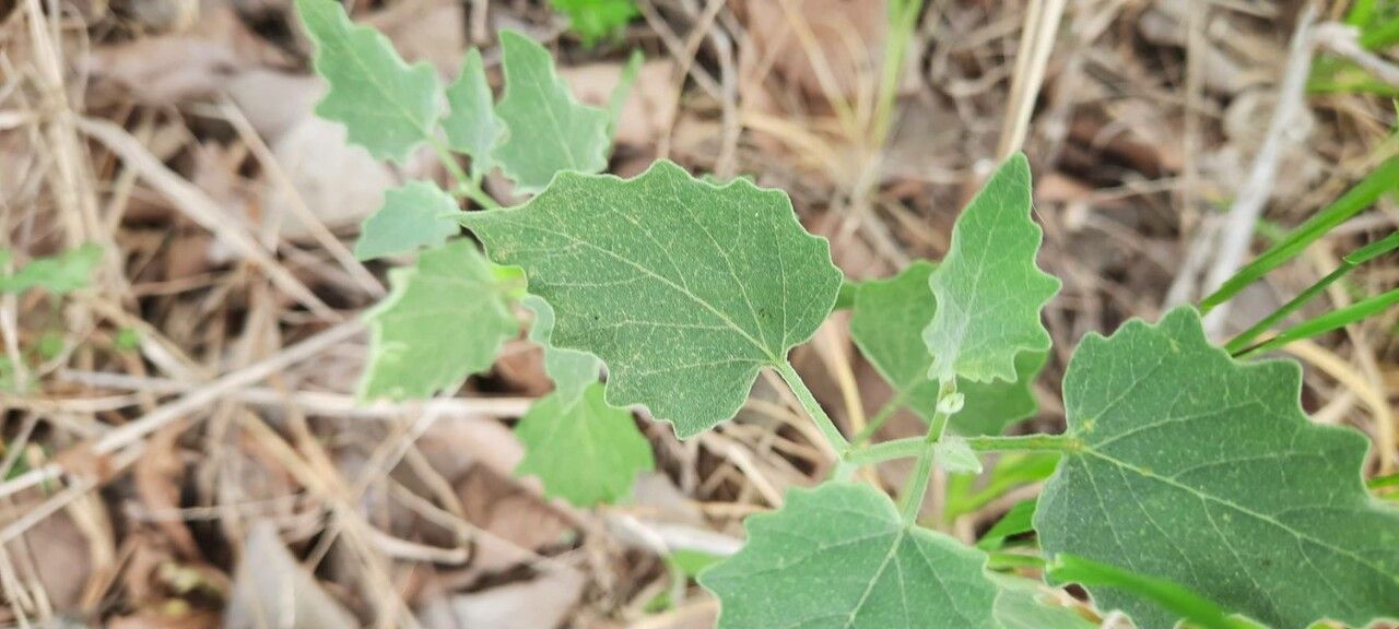Physalis mollis — search result for 'Physalis'