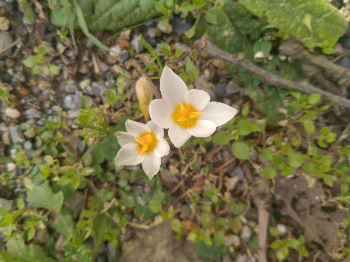 Crocus pestalozzae flower