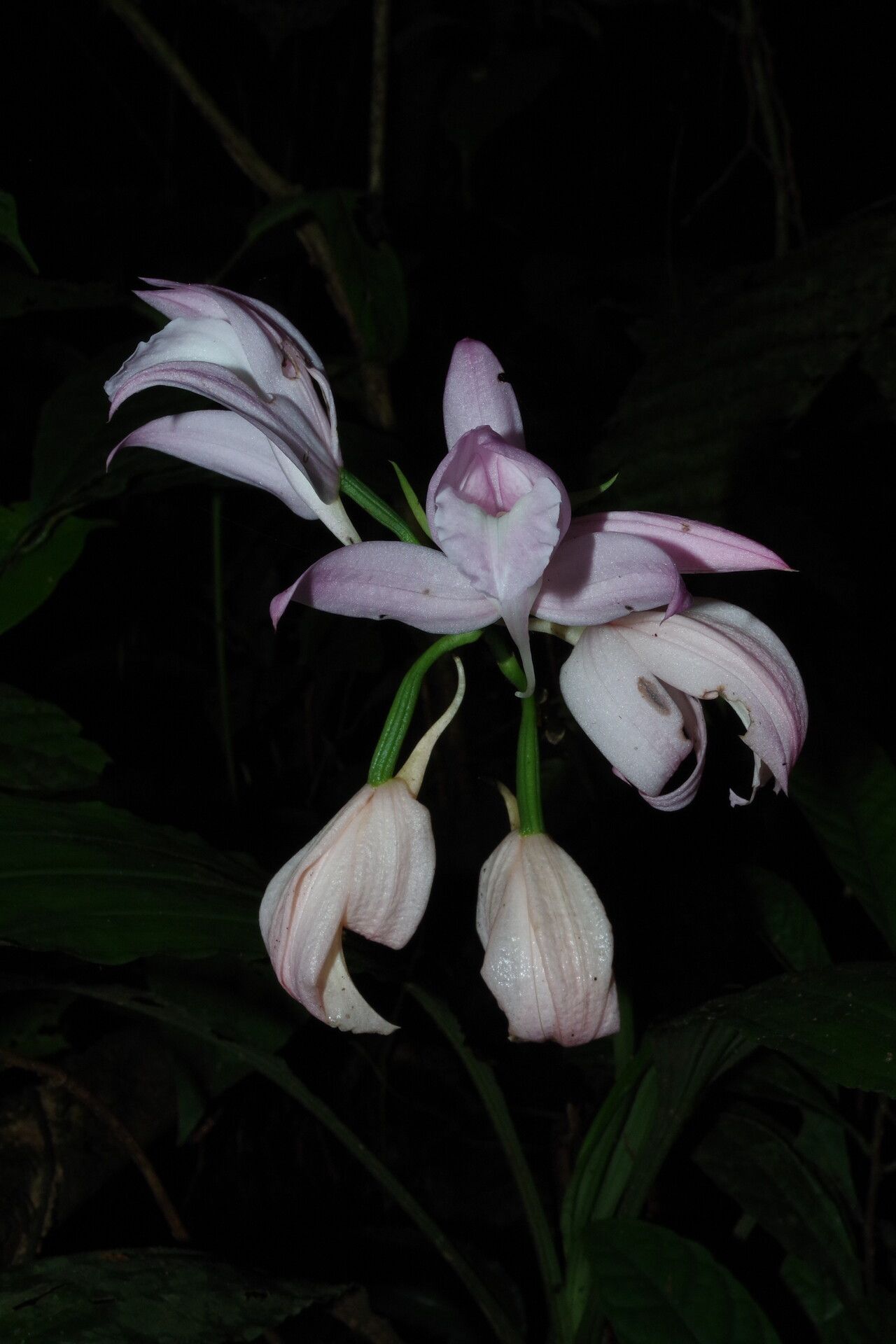 Calanthe gustavii — houseplant care guide