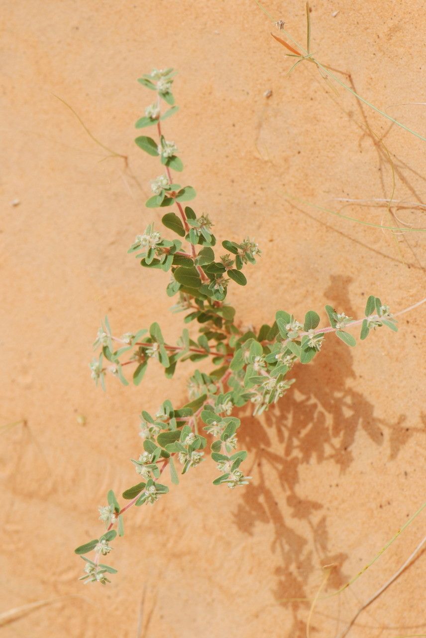 Euphorbia scordiifolia leaf