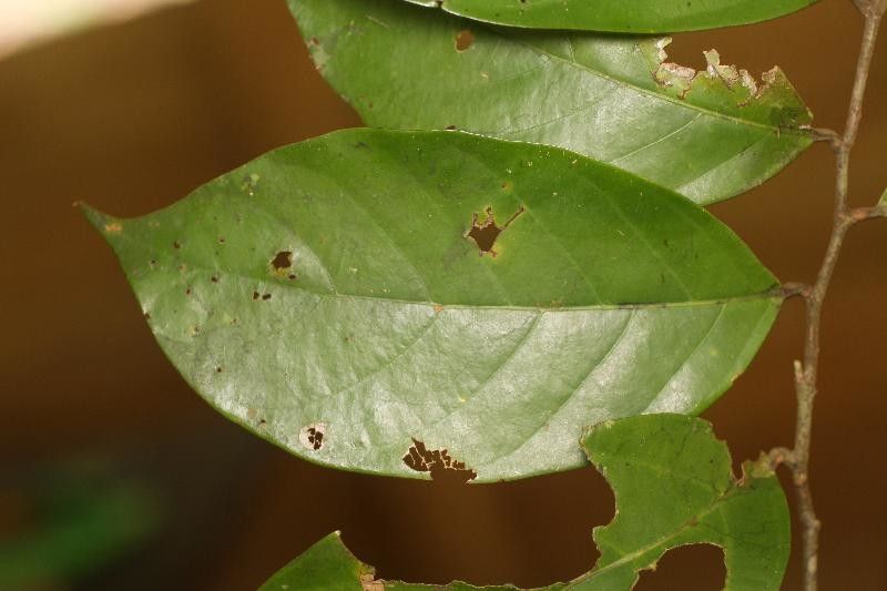 Licania canescens leaf