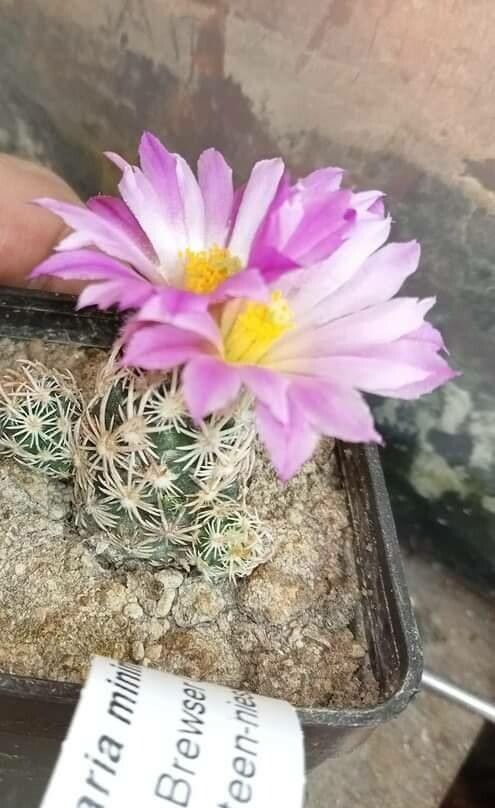 Escobaria minima — search result for 'Coryphantha'