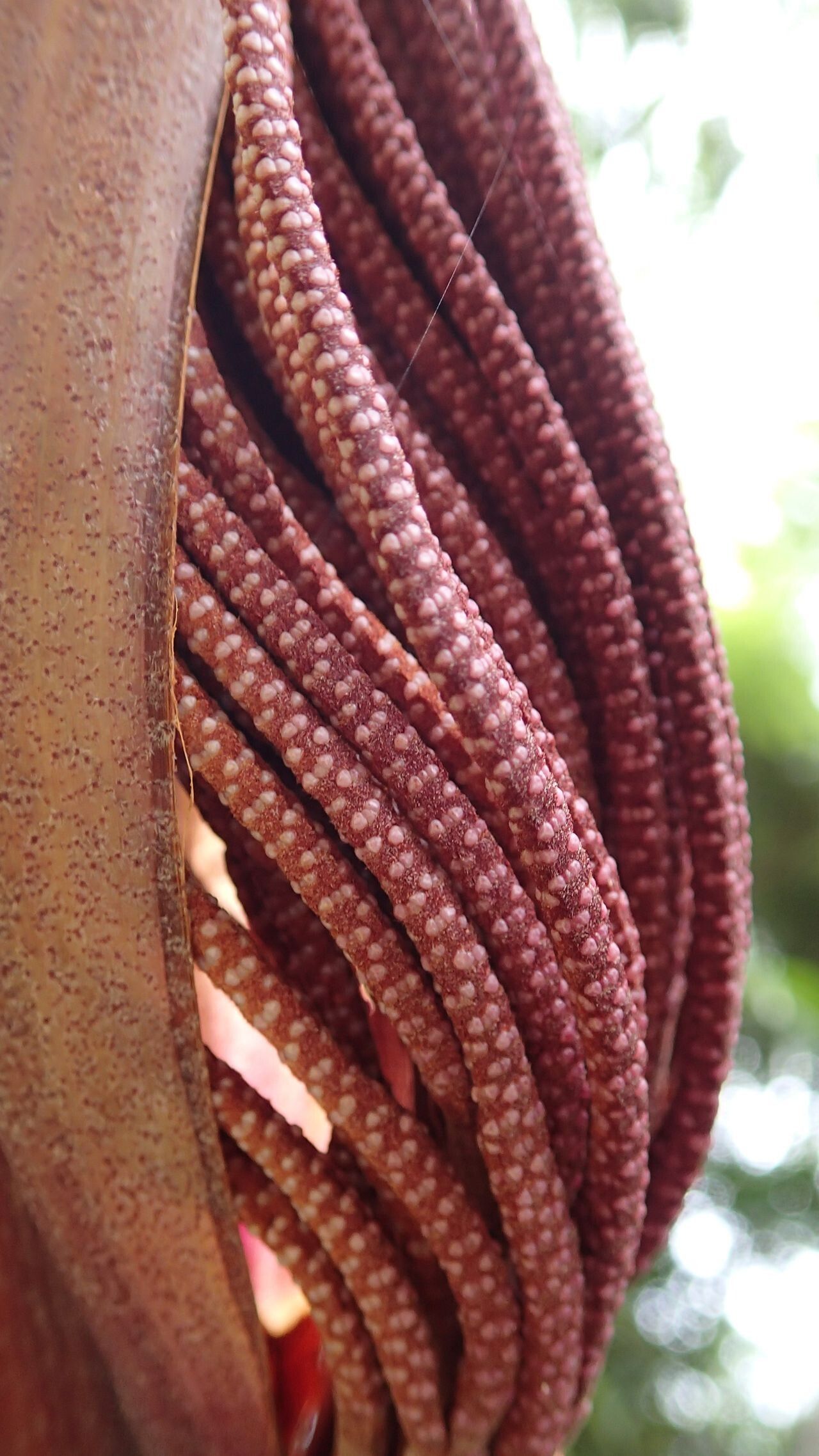 Basselinia gracilis — related species from the same genus