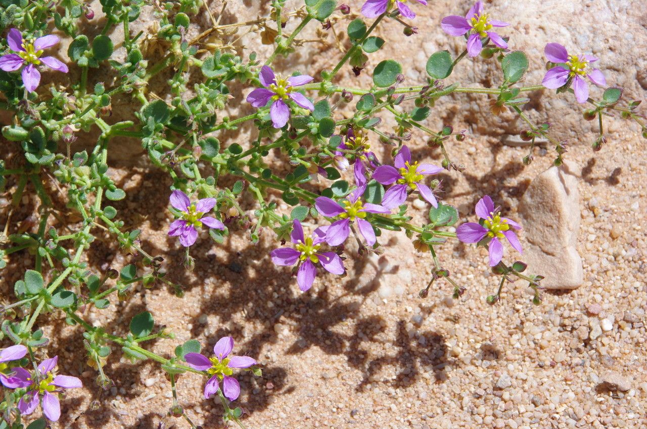 Fagonia latifolia flower