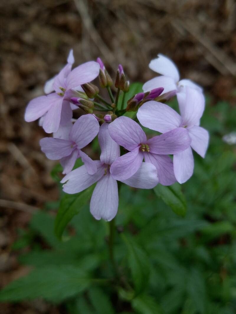 Cardamine bulbifera flower