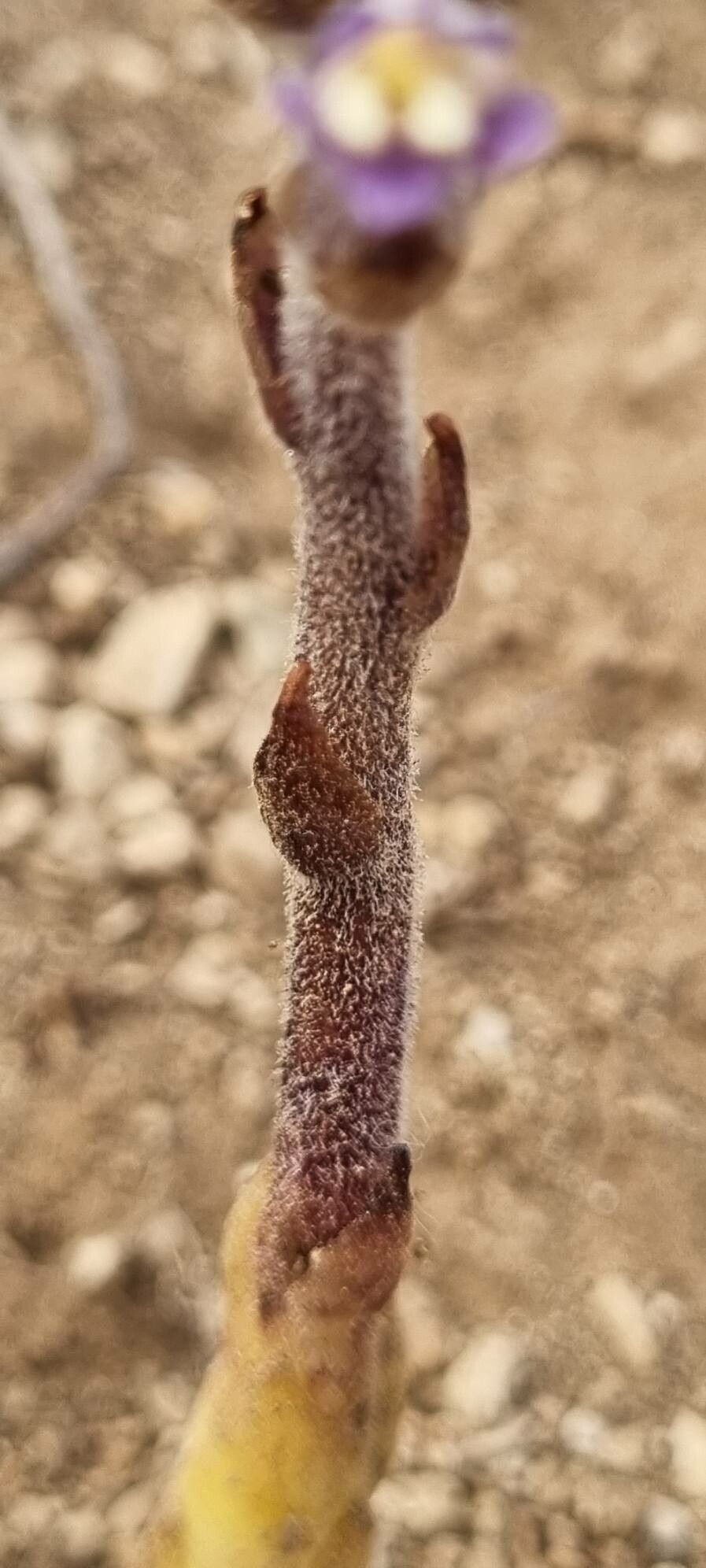 Orobanche rosmarina bark