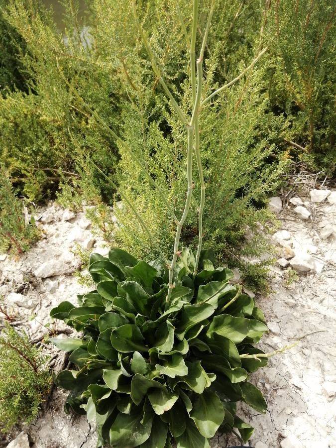 Limonium virgatum — search result for 'Plumbaginaceae'