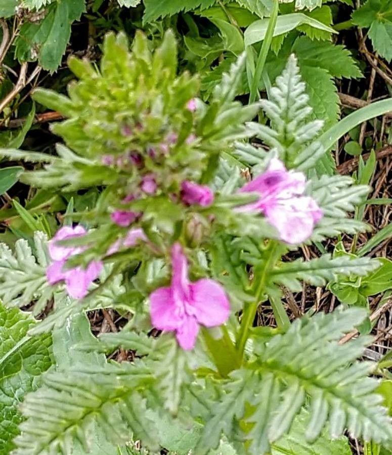 Pedicularis macrochila — houseplant care guide