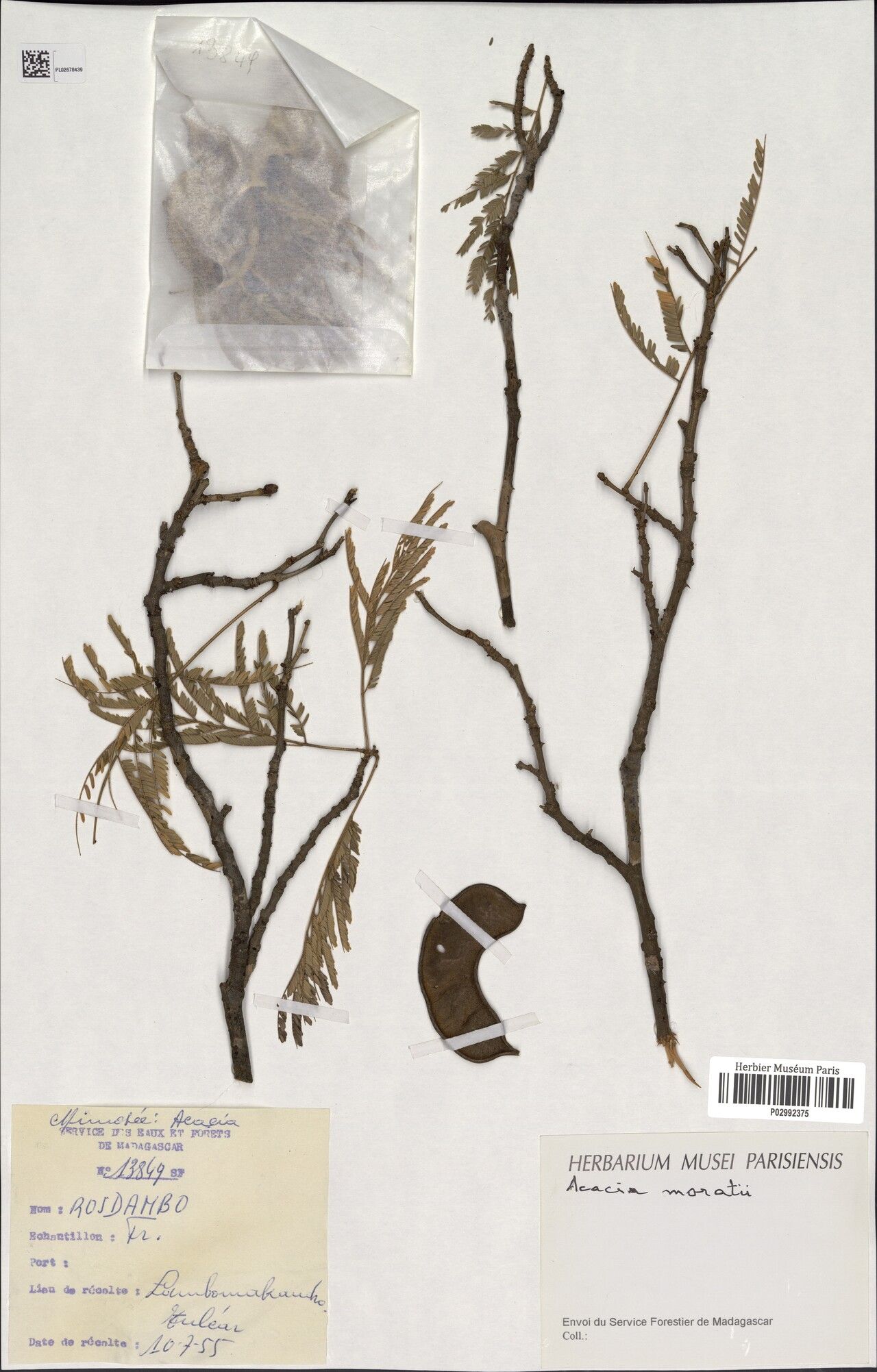 Senegalia meridionalis — houseplant care guide