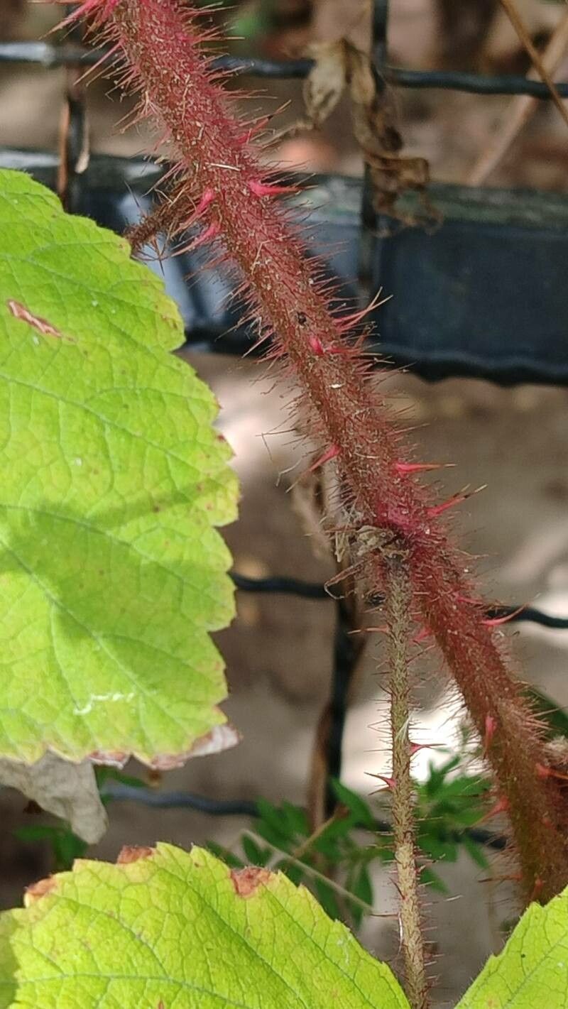 Rubus phoenicacanthus bark