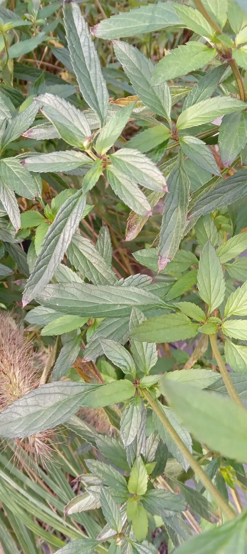 Salvia uliginosa leaf