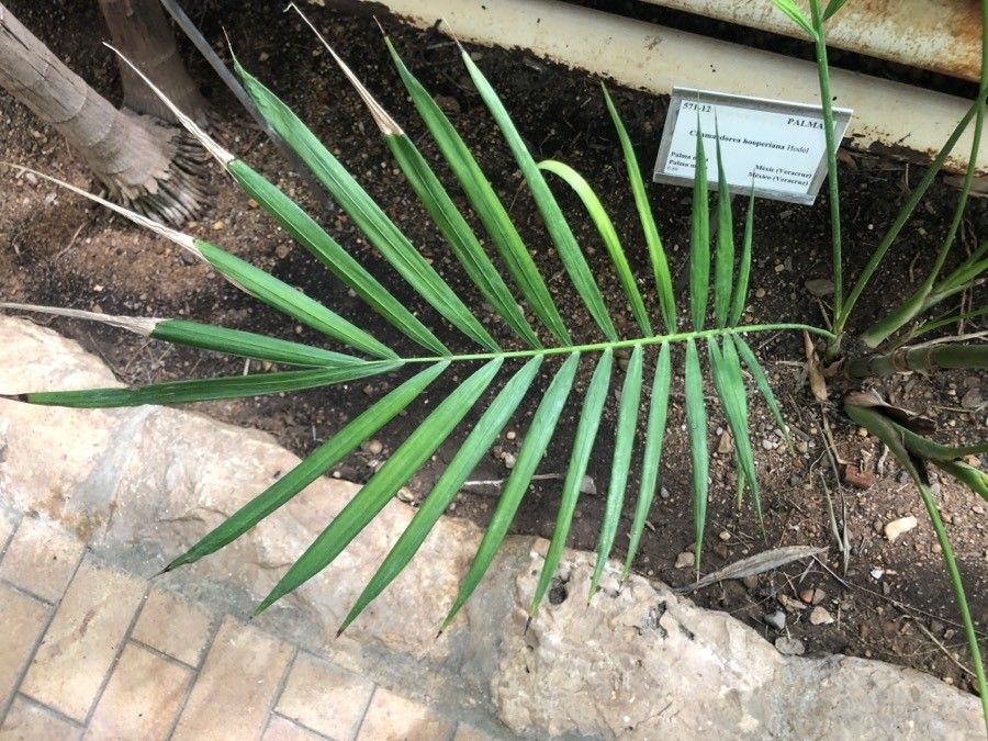 Chamaedorea hooperiana — search result for 'Chamaedorea'