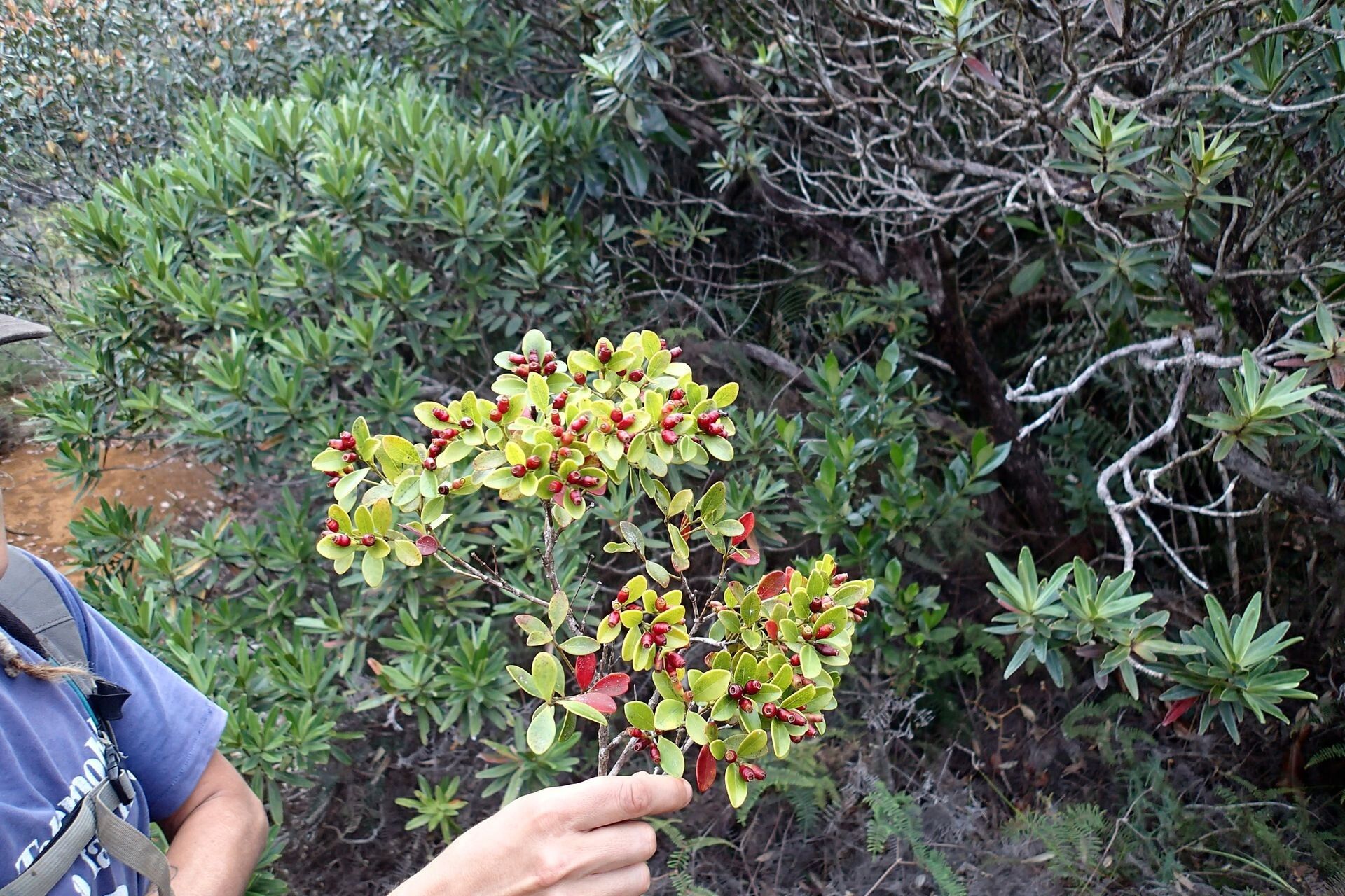 Syzygium boulindaense habit