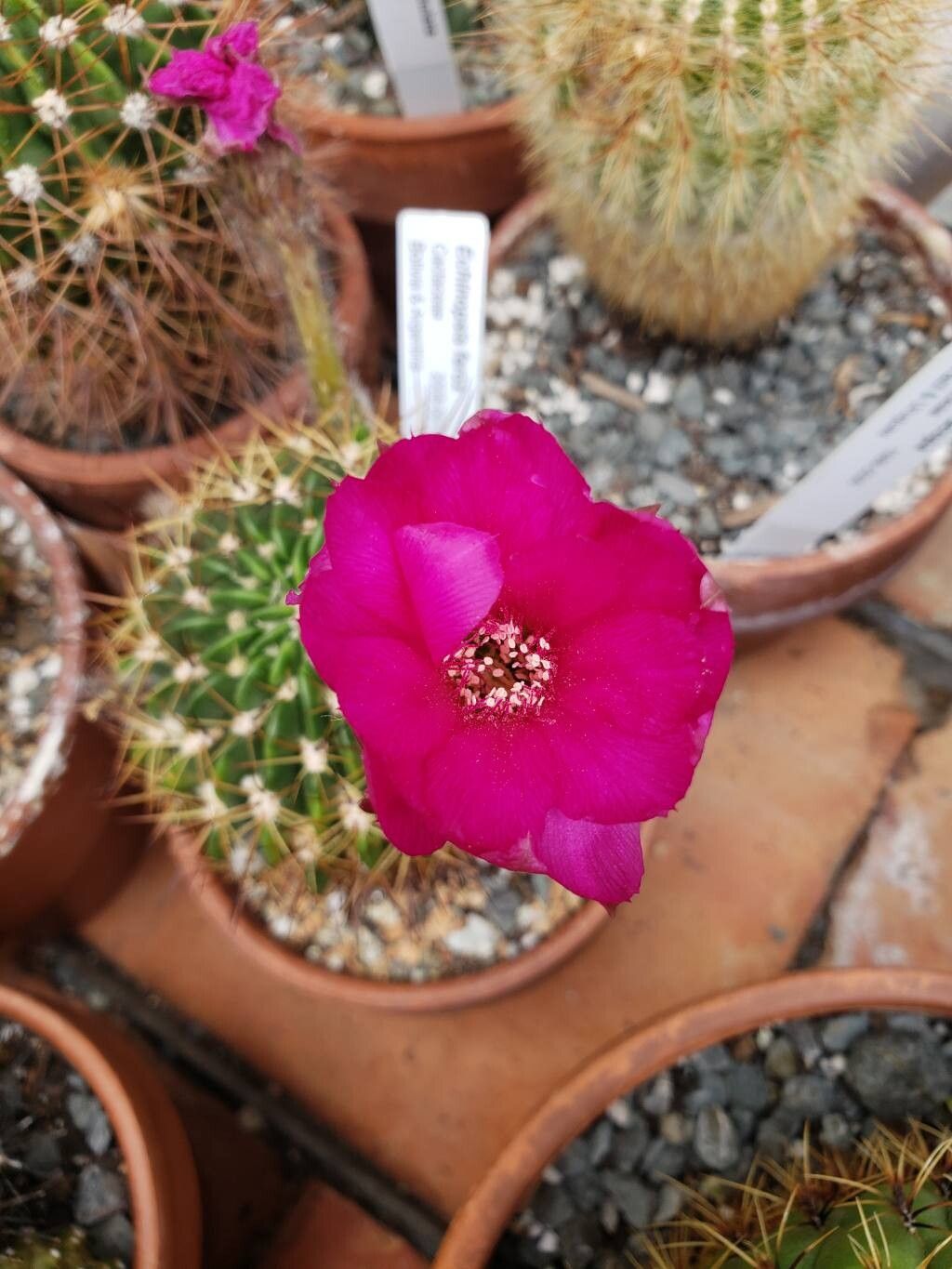 Lobivia ferox flower