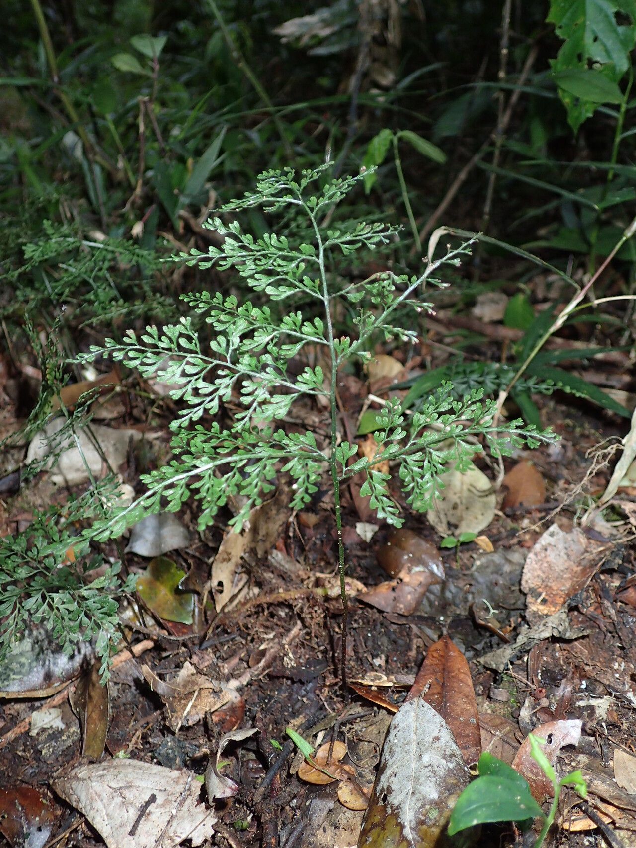 Odontosoria madagascariensis — houseplant care guide