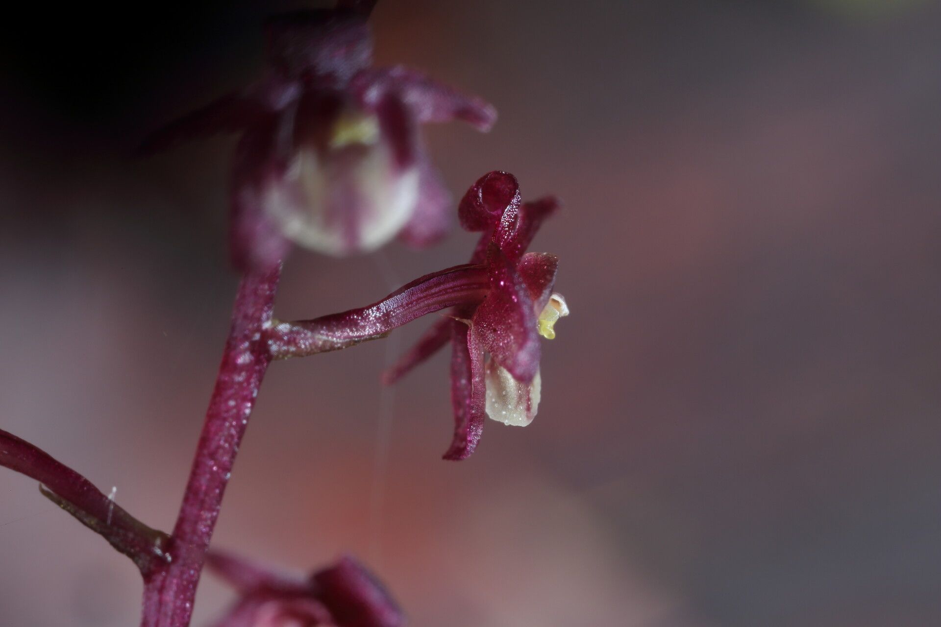 Malaxis weberbaueriana flower