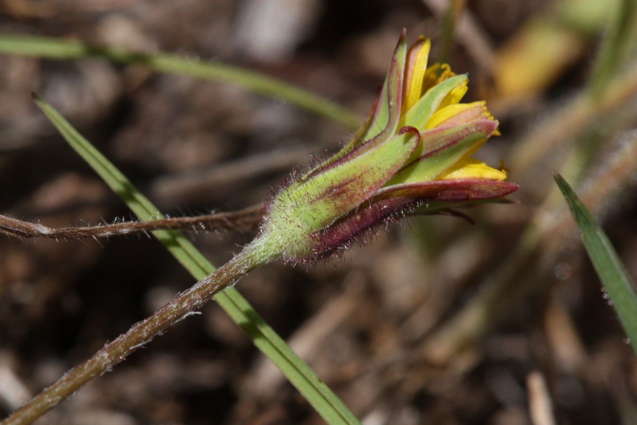 Agoseris heterophylla flower