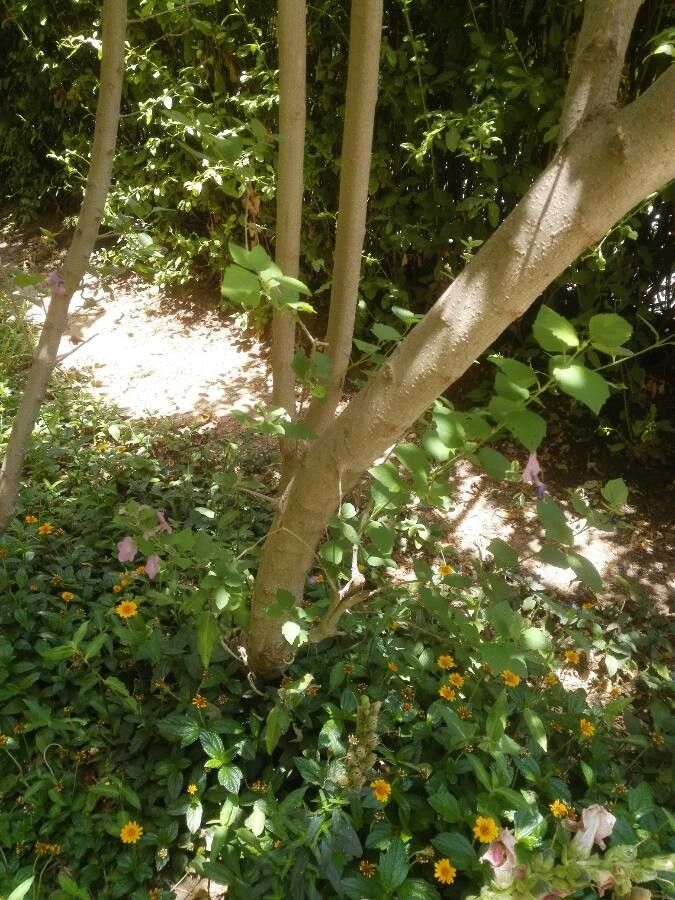 Karomia speciosa bark