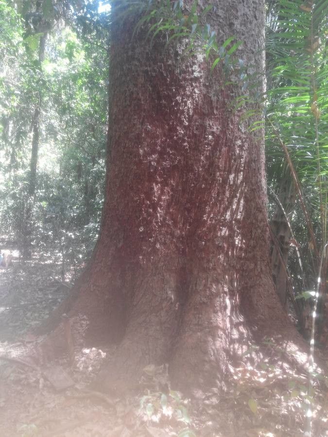 Milicia excelsa bark