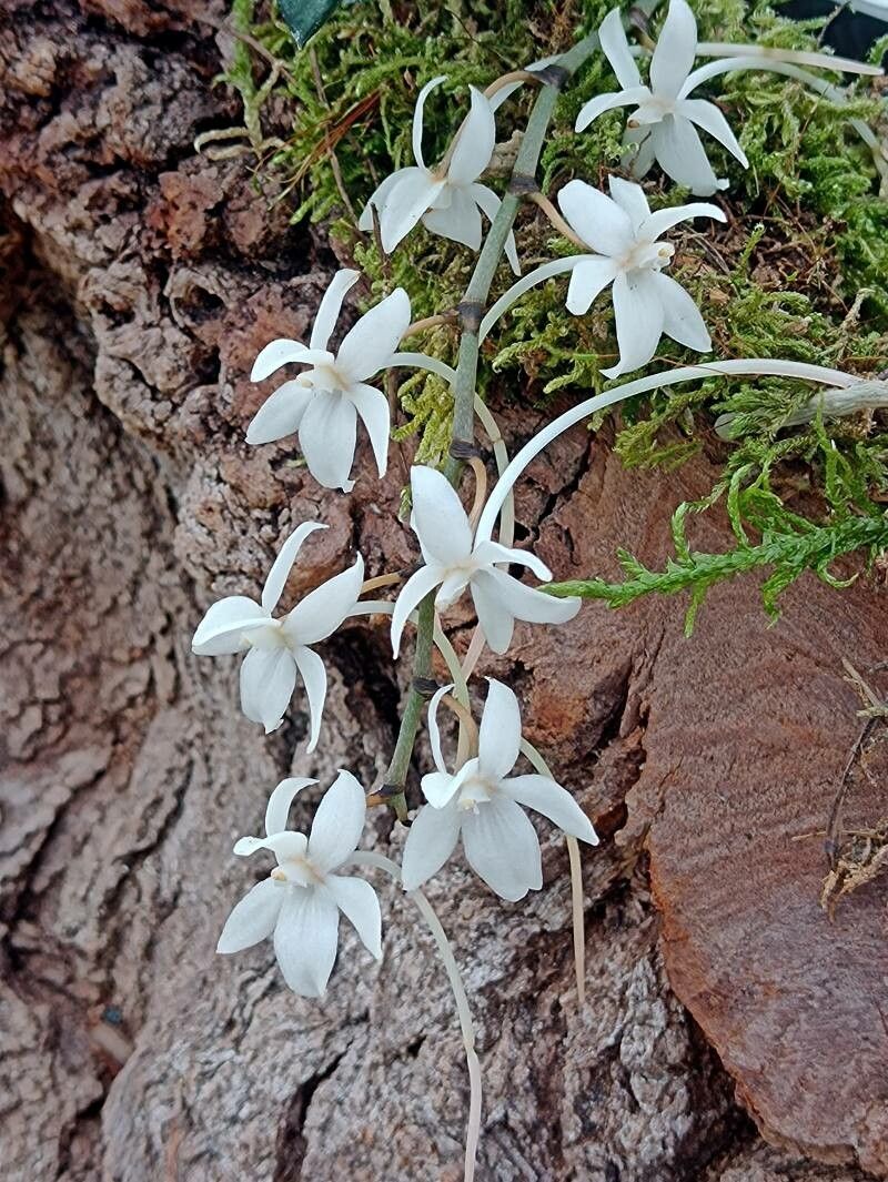 Aerangis mystacidii flower