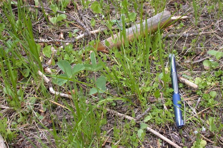 Epilobium howellii habit