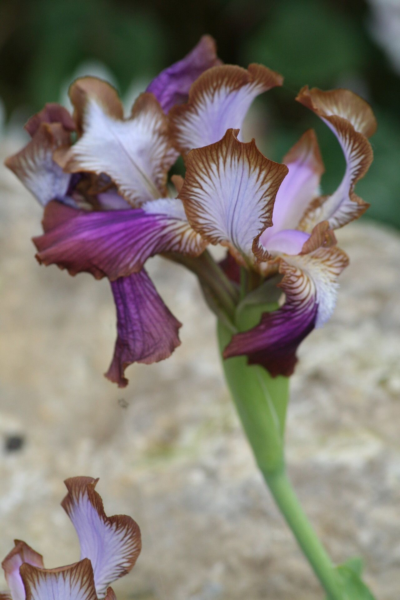 Iris stolonifera — houseplant care guide