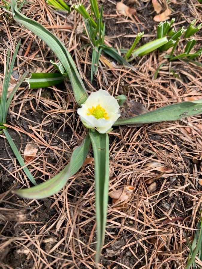 Ranunculus kuepferi leaf