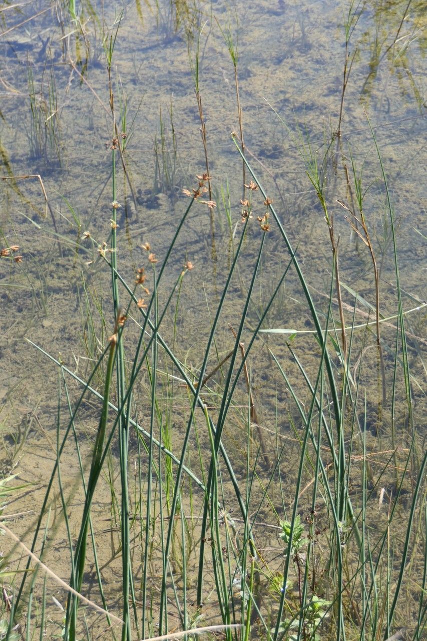 Schoenoplectus tabernaemontani — soil improver houseplant