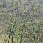 Schoenoplectus tabernaemontani