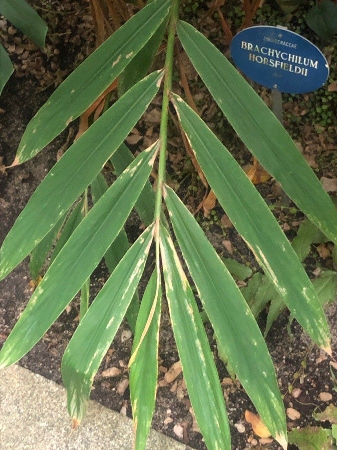 Hedychium horsfieldii — search result for 'Hedychium'