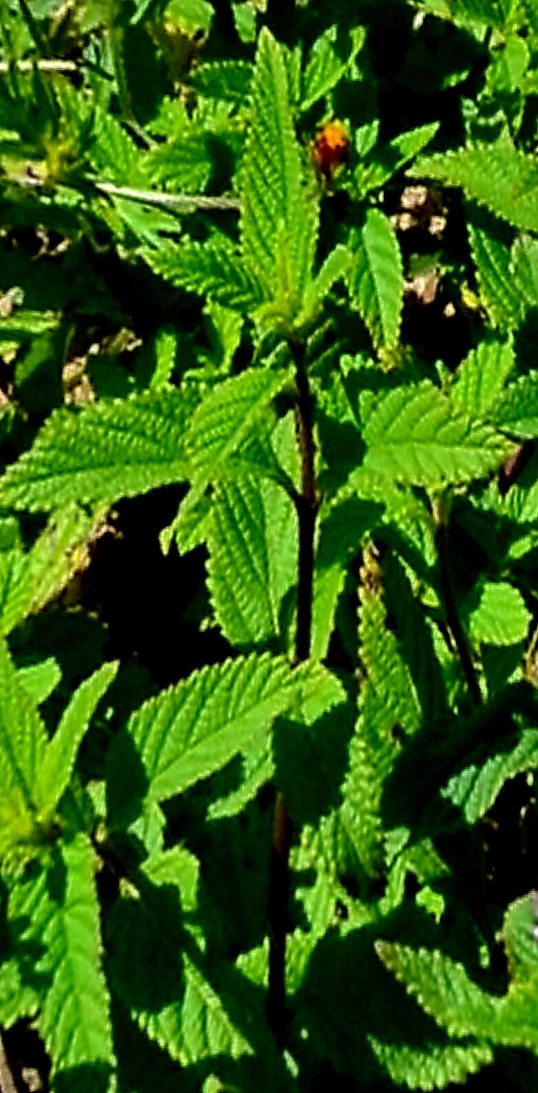 Lantana xenica — houseplant care guide