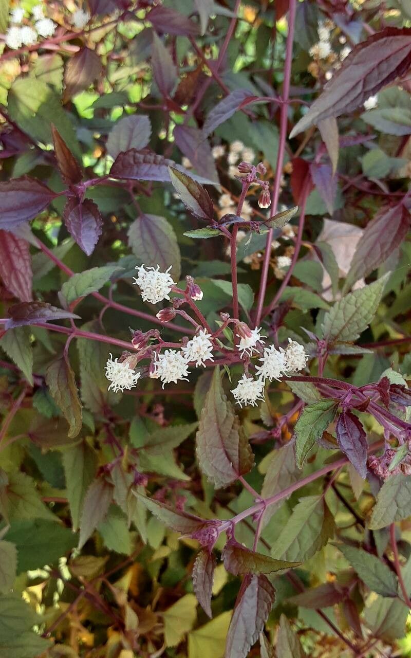 Eupatorium rugosum flower