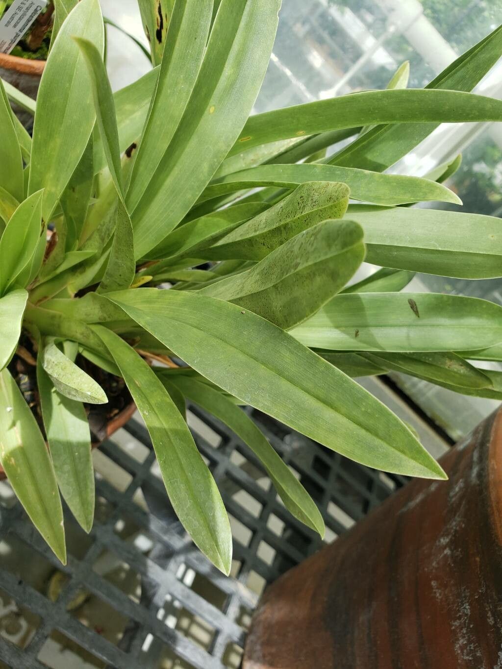 Miltoniopsis vexillaria — related species from the same genus