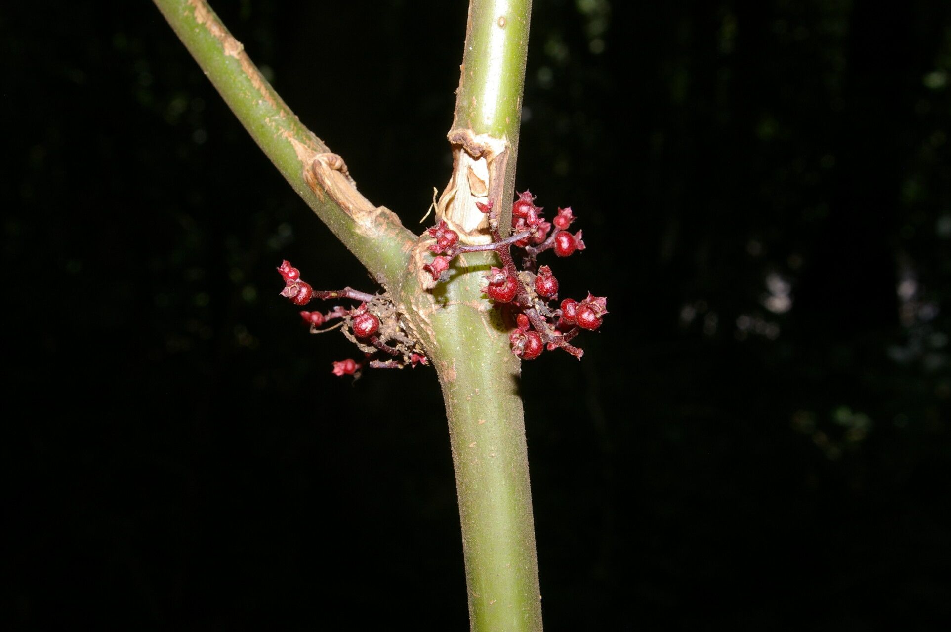 Miconia purpureoviolacea flower