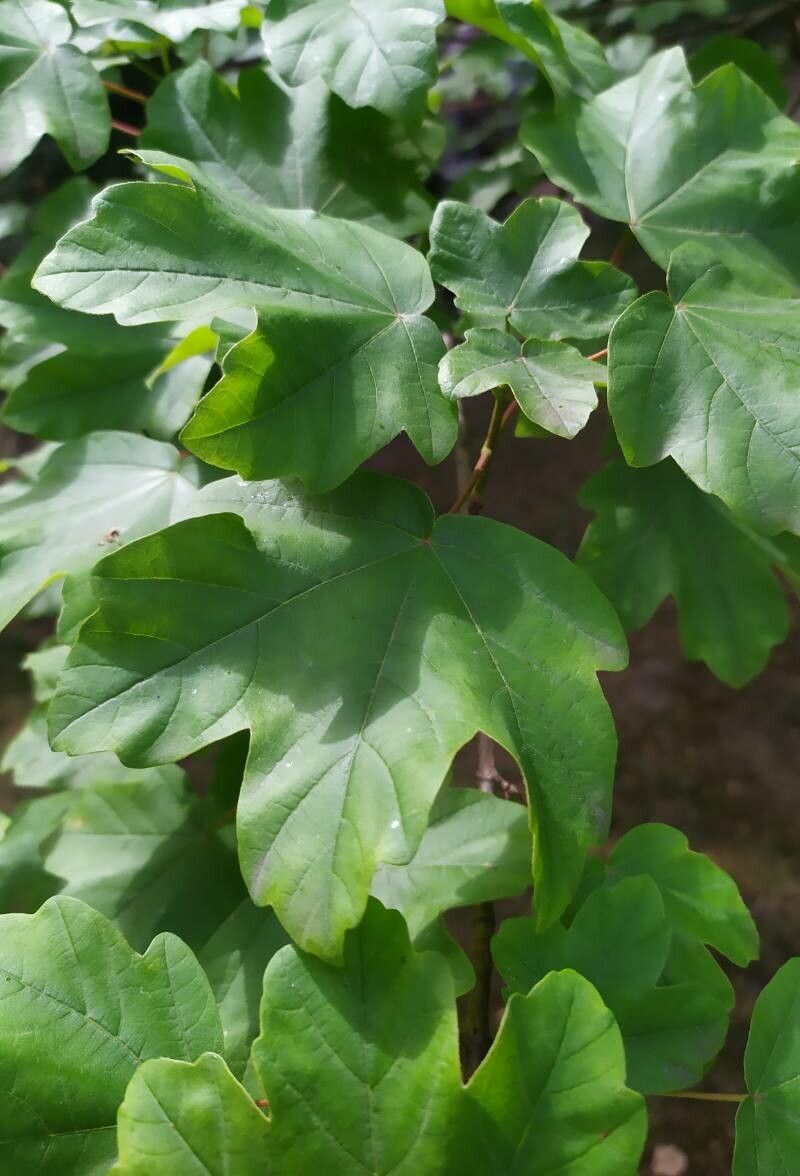 Acer leucoderme — houseplant care guide