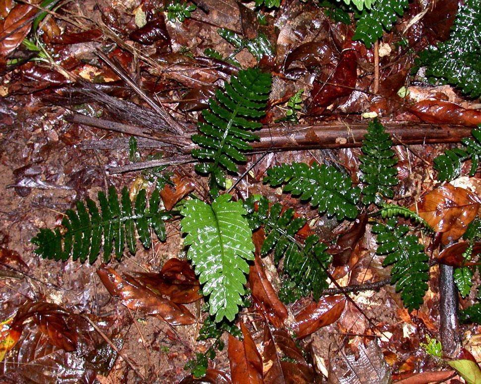 Danaea wendlandii habit