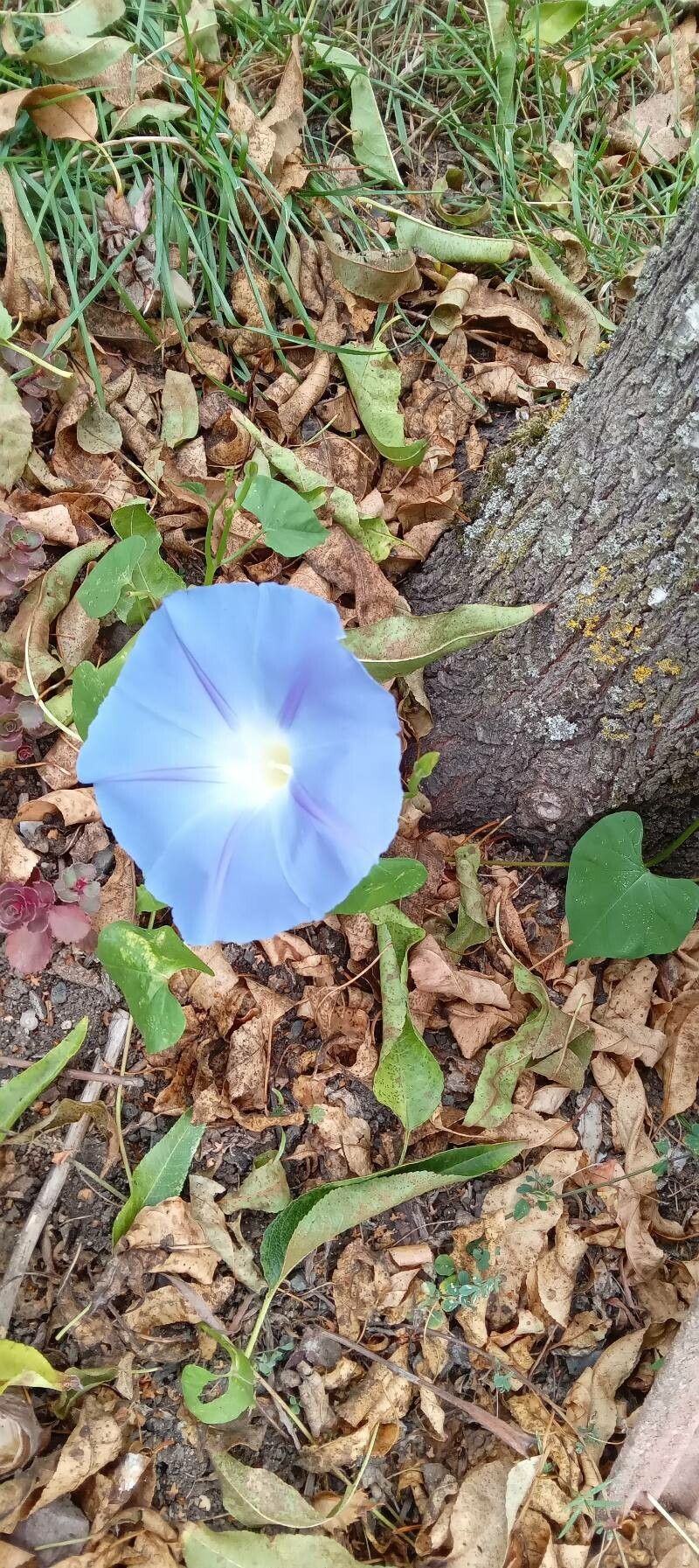 Ipomoea tricolor habit