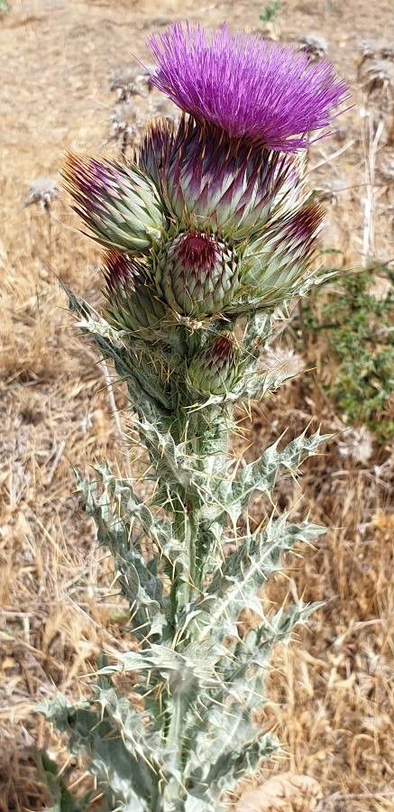 Onopordum nervosum leaf