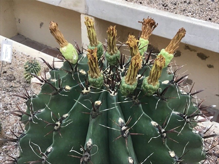 Echinopsis tiegeliana — search result for 'Echinopsis'