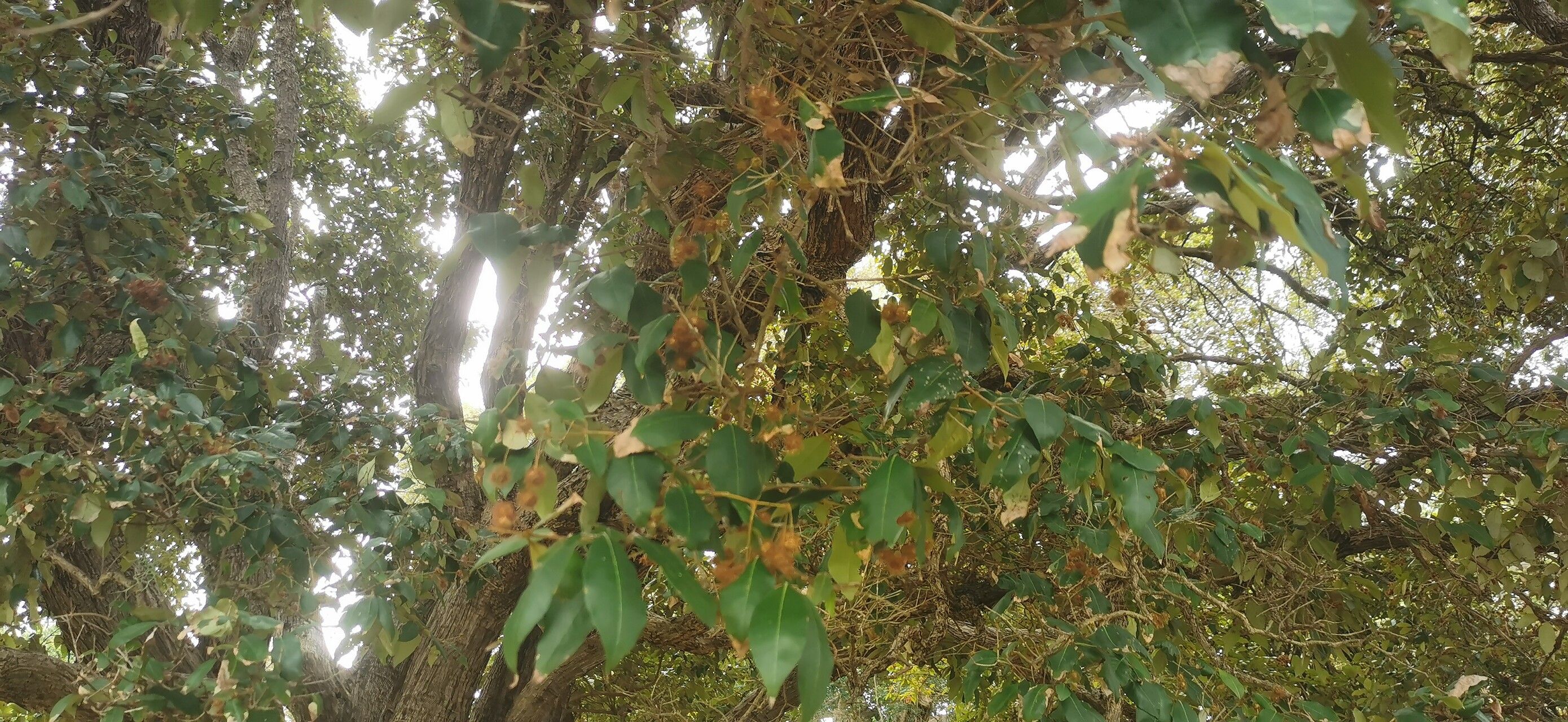 Backhousia leptopetala — related species from the same genus