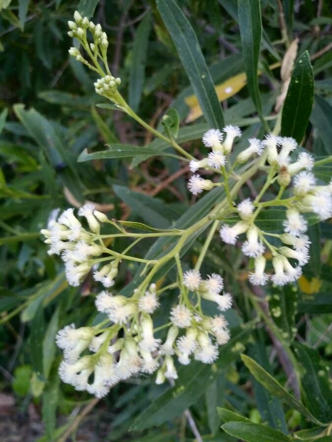 Baccharis latifolia flower