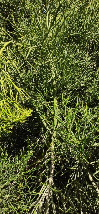 Euphorbia alcicornis — houseplant care guide