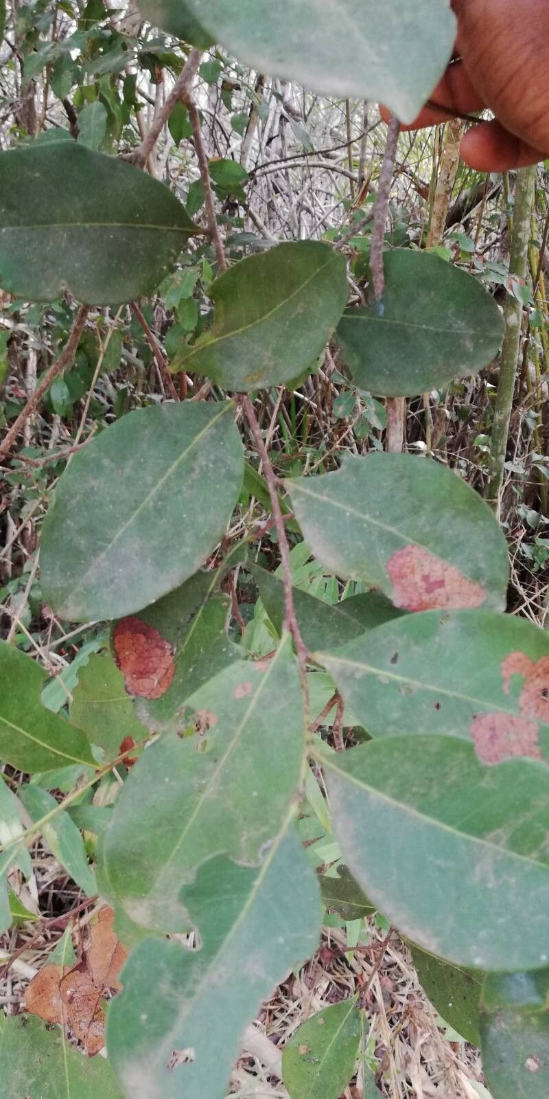 Cleistanthus polystachyus — houseplant care guide